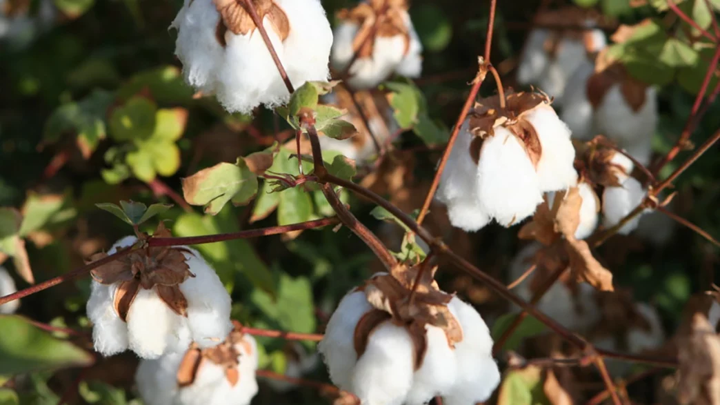 Campos de algodón inteligente Irán con tecnología satelital