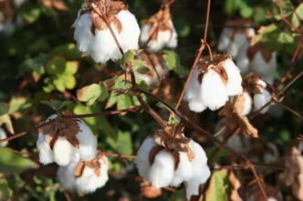 Campos de algodón inteligente Irán con tecnología satelital