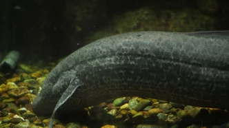 Mandíbulas de fósiles peces pulmonados Devónico analizadas con tecnología 3D