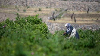 Superávit agrícola Irán: ministro presenta resultados económicos