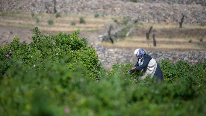 Superávit agrícola Irán: ministro presenta resultados económicos
